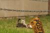 <img100*0:stuff/z/73640/cats%2520reference.4/i1262546466_19.jpg>