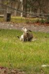 <img100*0:stuff/z/73640/cats%2520reference.4/i1262546466_20.jpg>