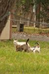 <img100*0:stuff/z/73640/cats%2520reference.4/i1262546466_21.jpg>
