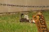 <img100*0:stuff/z/73640/cats%2520reference.4/i1262546466_22.jpg>