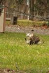 <img100*0:stuff/z/73640/cats%2520reference.4/i1262546466_23.jpg>