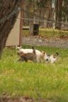 <img100*0:stuff/z/73640/cats%2520reference.4/i1262546466_24.jpg>