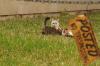 <img100*0:stuff/z/73640/cats%2520reference.4/i1262546466_25.jpg>