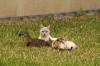 <img100*0:stuff/z/73640/cats%2520reference.4/i1262546815_1.jpg>