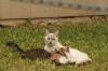 <img100*0:stuff/z/73640/cats%2520reference.4/i1262546815_10.jpg>