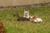 <img100*0:stuff/z/73640/cats%2520reference.4/i1262546815_2.jpg>