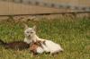 <img100*0:stuff/z/73640/cats%2520reference.4/i1262546815_3.jpg>