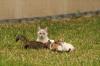 <img100*0:stuff/z/73640/cats%2520reference.4/i1262546815_4.jpg>