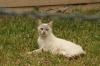 <img100*0:stuff/z/73640/cats%2520reference.4/i1262546815_5.jpg>