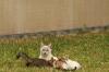 <img100*0:stuff/z/73640/cats%2520reference.4/i1262546815_6.jpg>