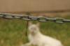 <img100*0:stuff/z/73640/cats%2520reference.4/i1262546815_7.jpg>