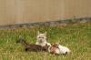 <img100*0:stuff/z/73640/cats%2520reference.4/i1262546815_8.jpg>