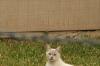 <img100*0:stuff/z/73640/cats%2520reference.4/i1262546815_9.jpg>