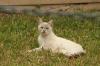 <img100*0:stuff/z/73640/cats%2520reference.4/i1262546816_11.jpg>