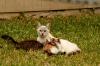 <img100*0:stuff/z/73640/cats%2520reference.4/i1262546816_12.jpg>