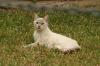 <img100*0:stuff/z/73640/cats%2520reference.4/i1262546816_13.jpg>