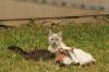 <img100*0:stuff/z/73640/cats%2520reference.4/i1262546816_14.jpg>