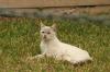 <img100*0:stuff/z/73640/cats%2520reference.4/i1262546816_15.jpg>