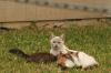 <img100*0:stuff/z/73640/cats%2520reference.4/i1262546816_16.jpg>