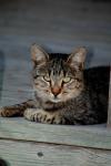 <img100*0:stuff/z/73640/cats%2520reference.4/i1262551311_1.jpg>