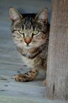 <img100*0:stuff/z/73640/cats%2520reference.4/i1262551311_2.jpg>