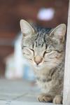 <img100*0:stuff/z/73640/cats%2520reference.4/i1262551311_3.jpg>