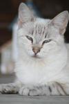 <img100*0:stuff/z/73640/cats%2520reference.4/i1262551311_4.jpg>