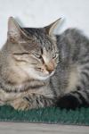 <img100*0:stuff/z/73640/cats%2520reference.4/i1262551311_5.jpg>