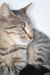 <img100*0:stuff/z/73640/cats%2520reference.4/i1262551312_10.jpg>