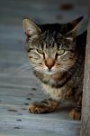 <img100*0:stuff/z/73640/cats%2520reference.4/i1262551312_11.jpg>