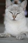 <img100*0:stuff/z/73640/cats%2520reference.4/i1262551312_12.jpg>