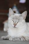 <img100*0:stuff/z/73640/cats%2520reference.4/i1262551312_13.jpg>
