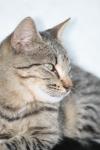 <img100*0:stuff/z/73640/cats%2520reference.4/i1262551312_14.jpg>