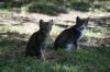 <img100*0:stuff/z/73640/cats%2520reference.4/i1262551312_6.jpg>
