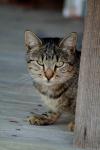 <img100*0:stuff/z/73640/cats%2520reference.4/i1262551312_7.jpg>