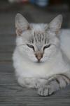<img100*0:stuff/z/73640/cats%2520reference.4/i1262551312_8.jpg>