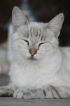 <img100*0:stuff/z/73640/cats%2520reference.4/i1262551312_9.jpg>