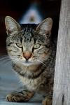 <img100*0:stuff/z/73640/cats%2520reference.4/i1262551313_15.jpg>