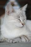<img100*0:stuff/z/73640/cats%2520reference.4/i1262551313_16.jpg>