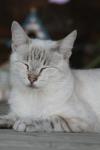 <img100*0:stuff/z/73640/cats%2520reference.4/i1262551313_17.jpg>