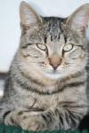 <img100*0:stuff/z/73640/cats%2520reference.4/i1262551313_18.jpg>