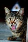 <img100*0:stuff/z/73640/cats%2520reference.4/i1262551313_19.jpg>