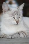 <img100*0:stuff/z/73640/cats%2520reference.4/i1262551313_20.jpg>