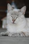 <img100*0:stuff/z/73640/cats%2520reference.4/i1262551313_21.jpg>