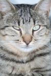 <img100*0:stuff/z/73640/cats%2520reference.4/i1262551313_22.jpg>