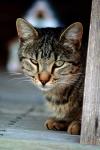 <img100*0:stuff/z/73640/cats%2520reference.4/i1262551313_23.jpg>