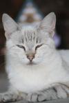 <img100*0:stuff/z/73640/cats%2520reference.4/i1262551313_24.jpg>