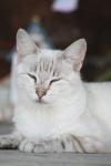 <img100*0:stuff/z/73640/cats%2520reference.4/i1262551314_25.jpg>