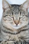 <img100*0:stuff/z/73640/cats%2520reference.4/i1262551314_26.jpg>