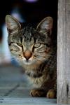 <img100*0:stuff/z/73640/cats%2520reference.4/i1262551314_27.jpg>